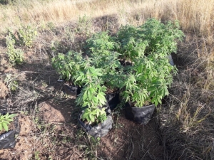 Project 7 Cover, Tatanka CBD