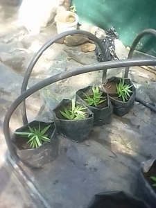 The above images show the cuttings taken in different sizes at various points in growth.